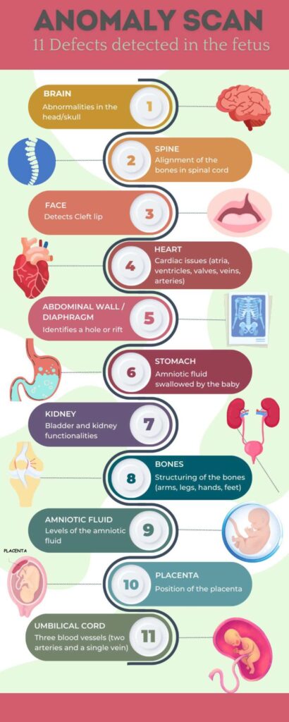 What does your Fetal Medicine expert examine during an Anomaly Scan